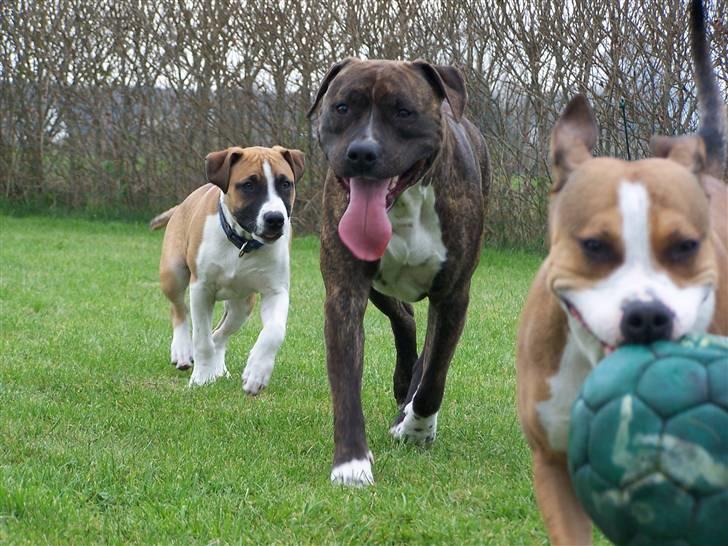 Amerikansk staffordshire terrier Lloyd *Himmelhund* billede 5