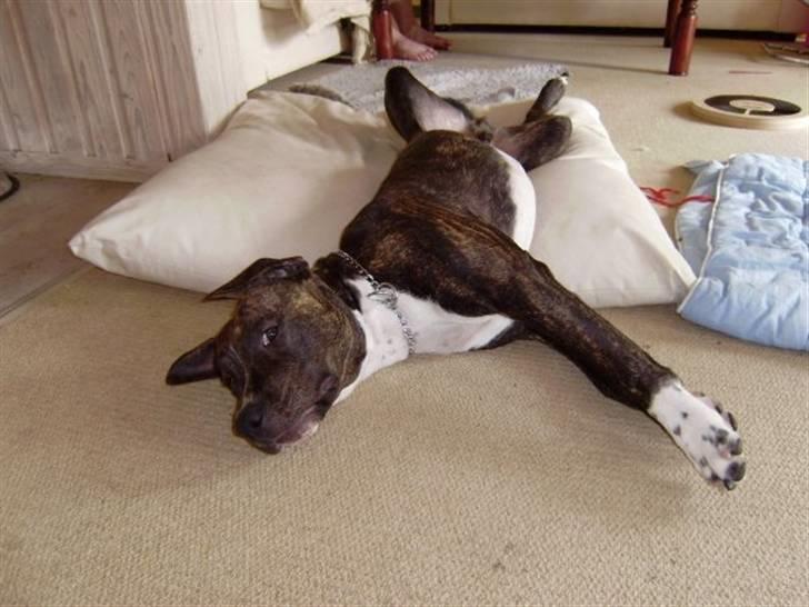 Amerikansk staffordshire terrier Lloyd *Himmelhund* billede 6