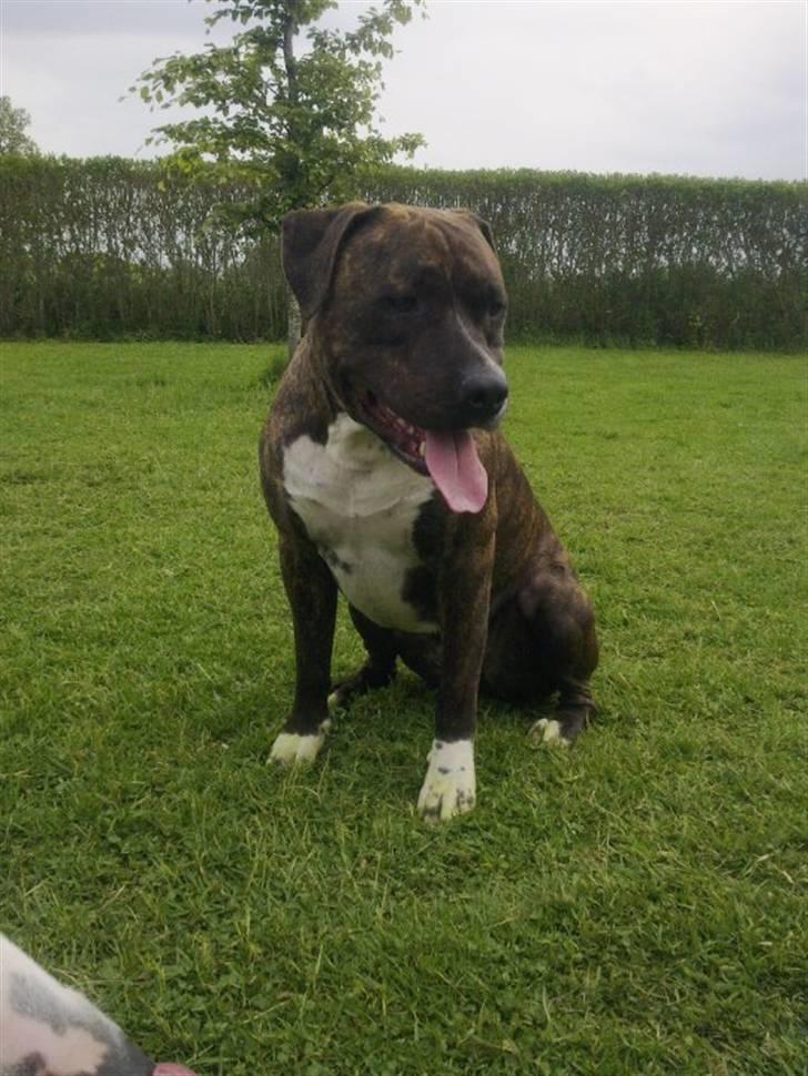 Amerikansk staffordshire terrier Lloyd *Himmelhund* billede 7