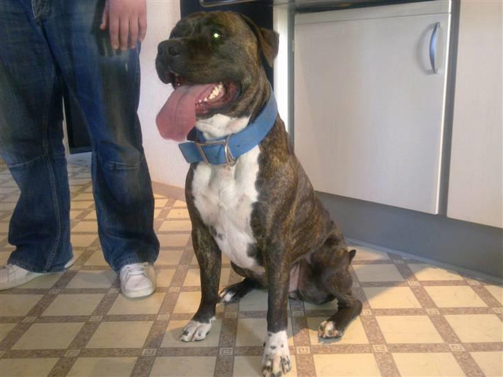 Amerikansk staffordshire terrier Lloyd *Himmelhund* billede 8