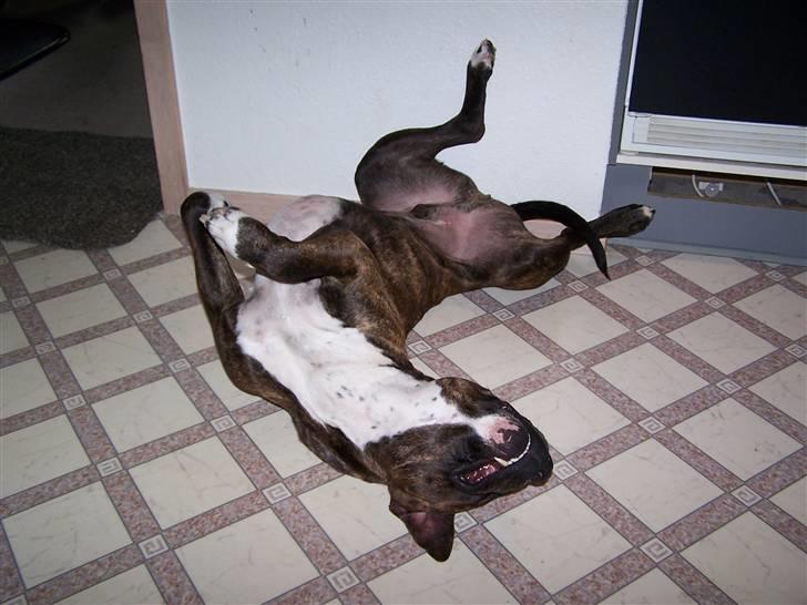 Amerikansk staffordshire terrier Lloyd *Himmelhund* billede 9