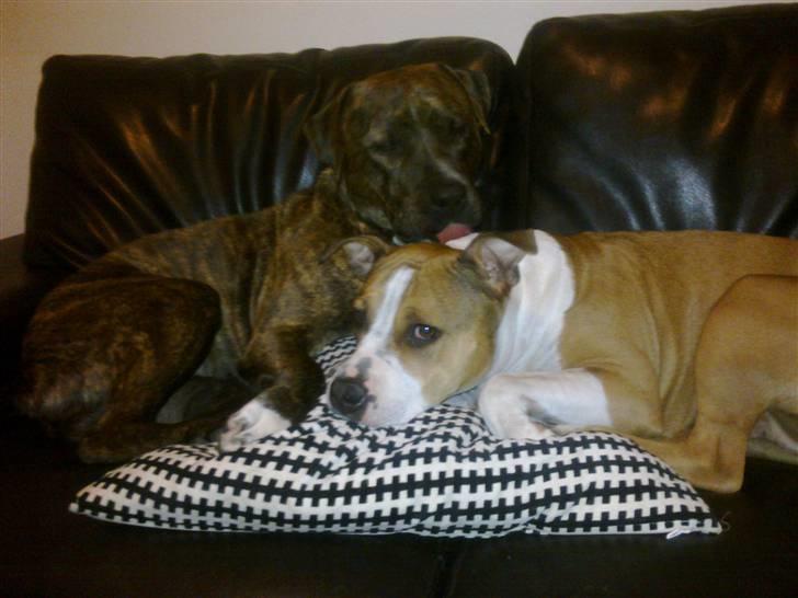 Amerikansk staffordshire terrier Lloyd *Himmelhund* billede 10