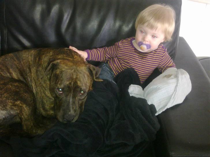 Amerikansk staffordshire terrier Lloyd *Himmelhund* billede 11