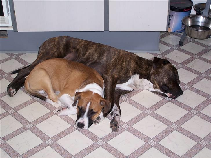 Amerikansk staffordshire terrier Lloyd *Himmelhund* billede 12