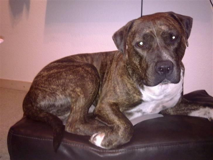 Amerikansk staffordshire terrier Lloyd *Himmelhund* billede 13