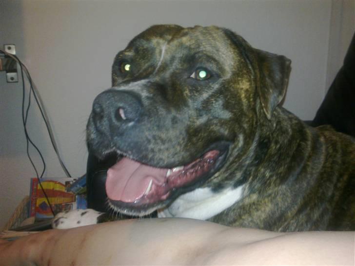 Amerikansk staffordshire terrier Lloyd *Himmelhund* billede 14