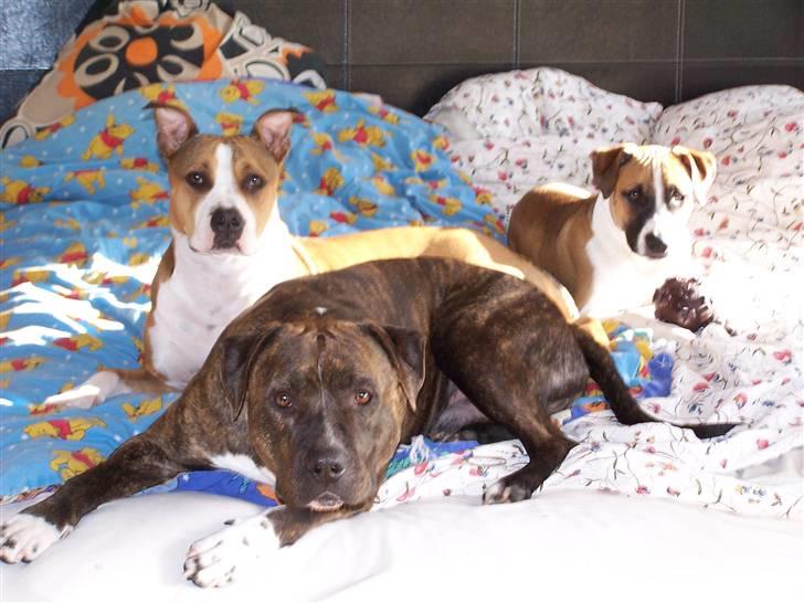 Amerikansk staffordshire terrier Lloyd *Himmelhund* billede 15