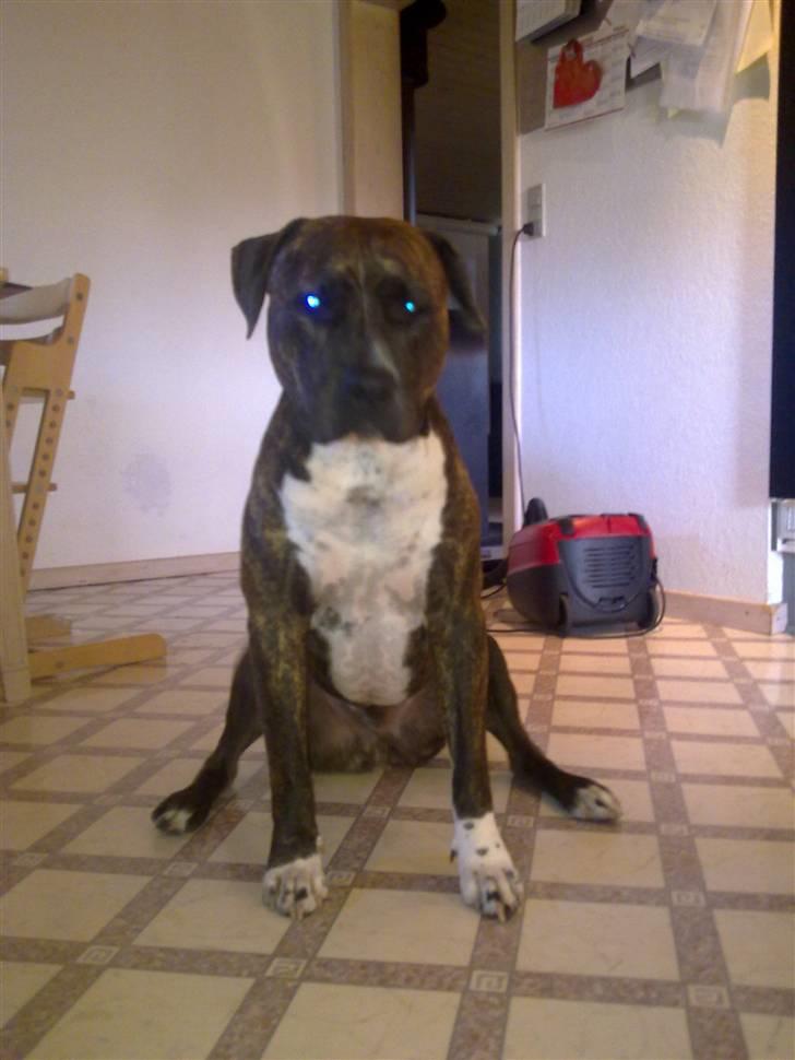 Amerikansk staffordshire terrier Lloyd *Himmelhund* billede 16