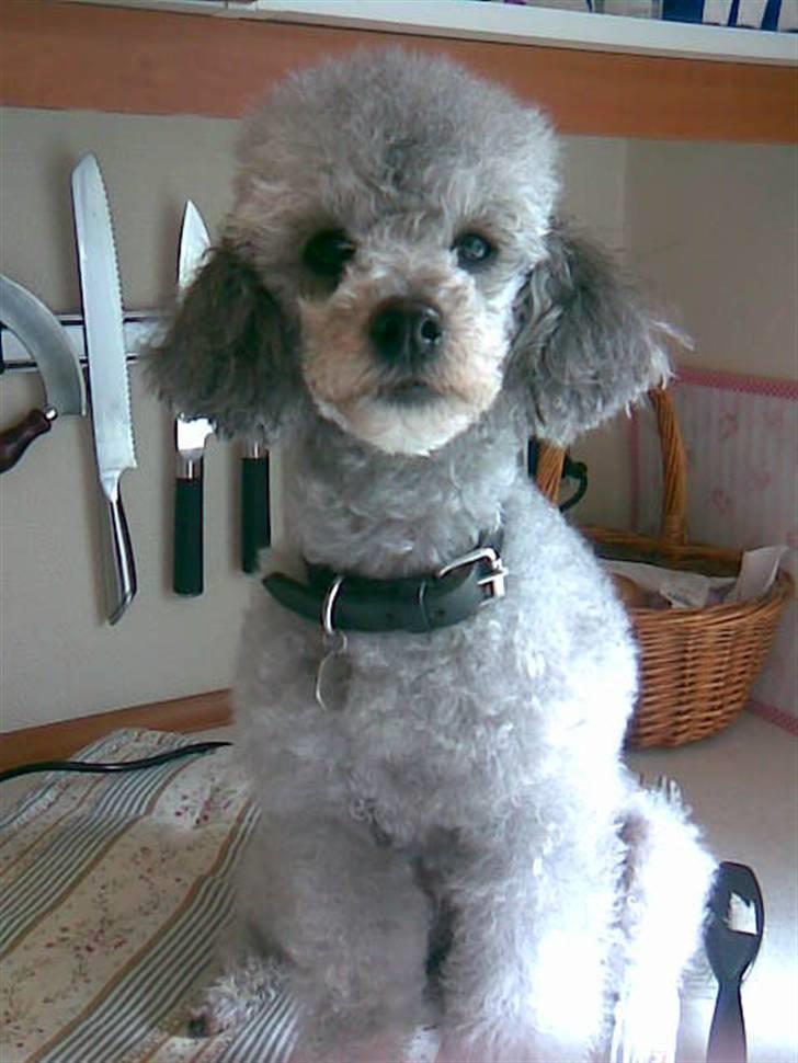 Dværgpuddel Trille - Er jeg ikke bare fin billede 1