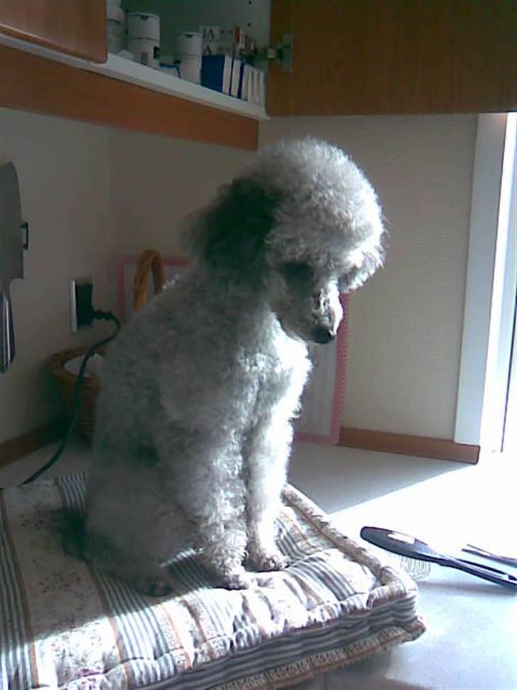 Dværgpuddel Trille - Hvor er jeg fin billede 2