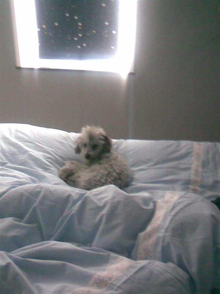 Dværgpuddel Trille - Ligger li´ og hviler mig billede 3