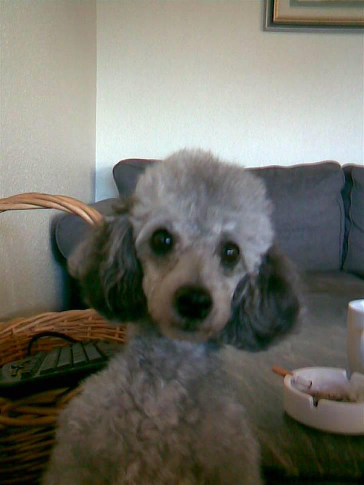 Dværgpuddel Trille - Halloooo.. vil du noget?? billede 4