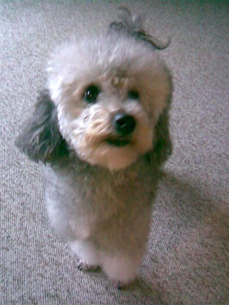 Dværgpuddel Trille - Hvad laver du?? billede 5