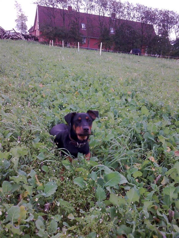 Blanding af racer NIKKI billede 15