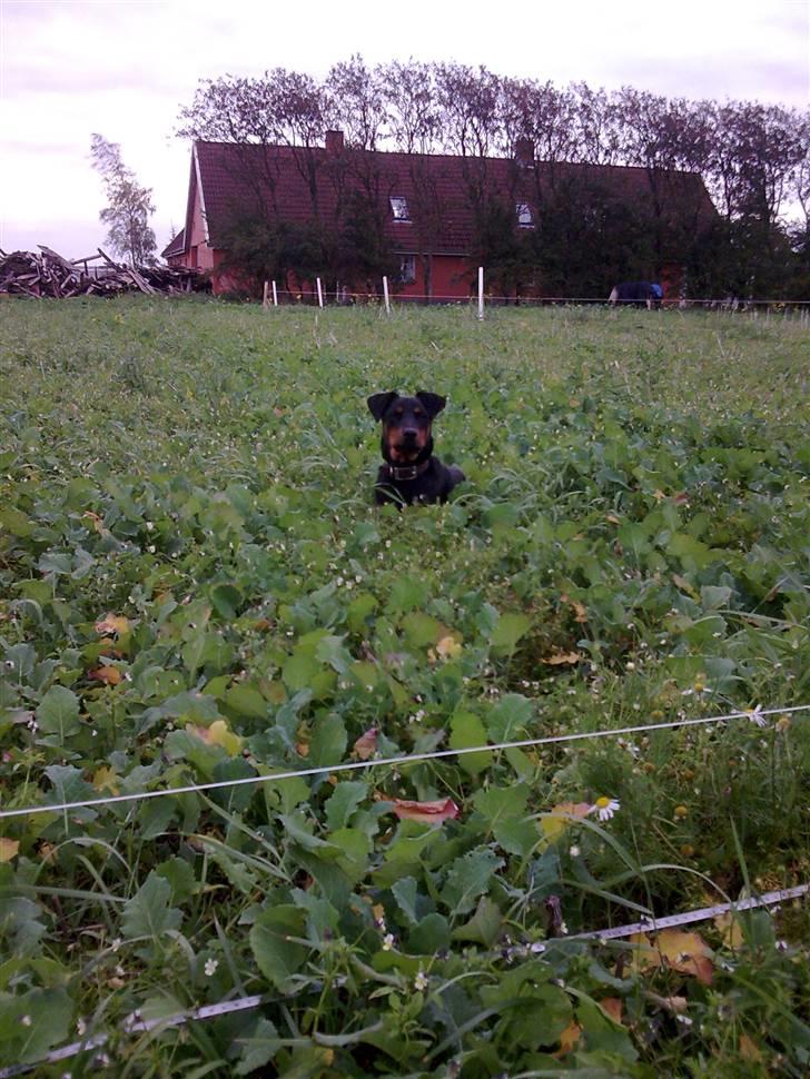 Blanding af racer NIKKI billede 16