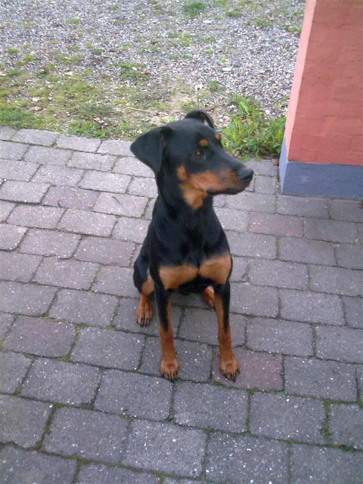 Blanding af racer NIKKI billede 17