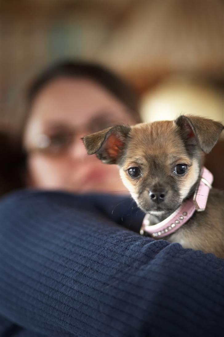 Blanding af racer My - Jeg holder øje med dig!! billede 8