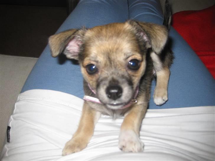 Blanding af racer My - My ude på narrestreger.. billede 9