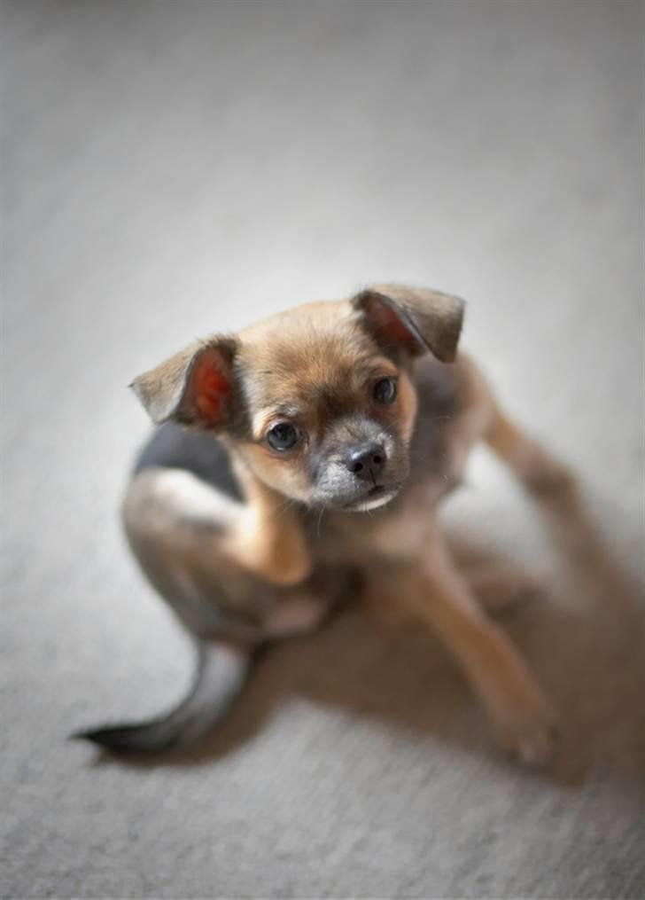 Blanding af racer My - Dumme dumme halsbånd!!  billede 10