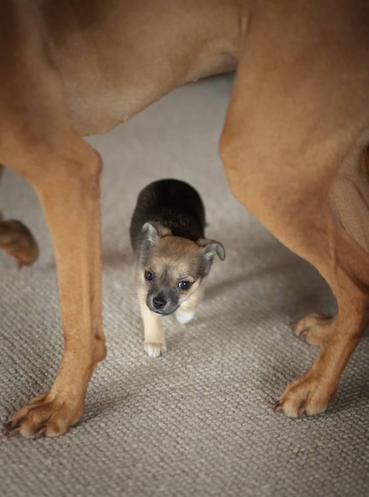 Blanding af racer My - Lille?? Hvem? Hvor? billede 11