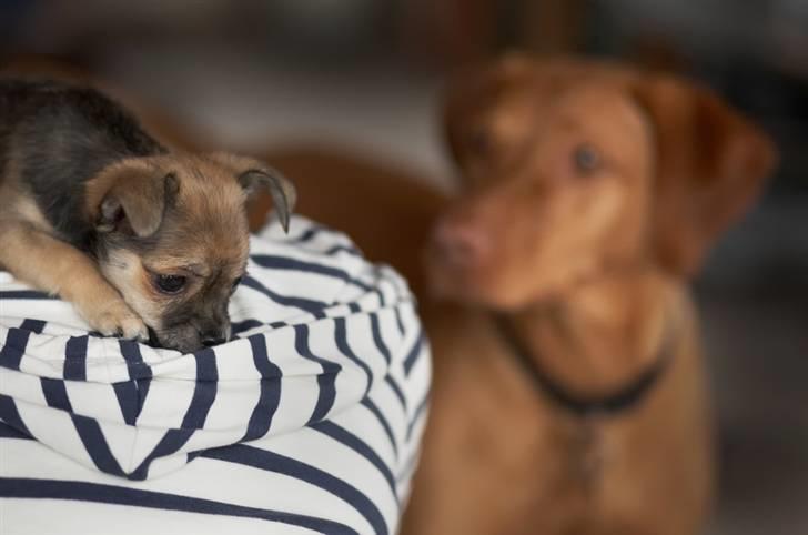 Blanding af racer My - *snuse snuse* Hvor blev Gabby af? billede 12