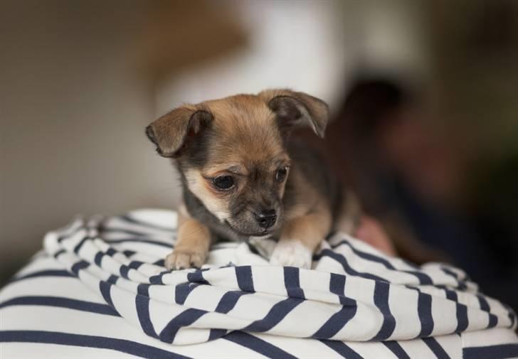 Blanding af racer My - My tror hun er en bjergged.. Hun er ihvertfald mester i at bestige "Mount Fie" :P billede 13