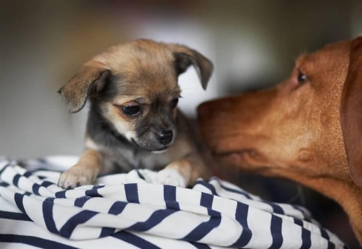 Blanding af racer My - Hun er altså lidt stor hende Gabby..  billede 14