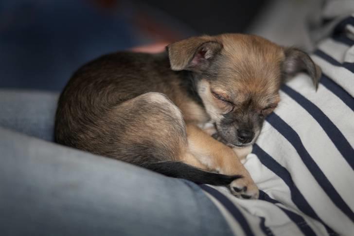 Blanding af racer My - ZzzZzzZzz billede 15