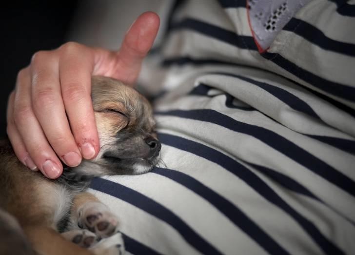 Blanding af racer My - Jeg eeeelsker at ligge og putte på min madmors mave.. Dejlig blødt :P billede 16