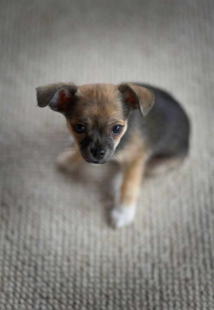 Blanding af racer My - Lille betuttede My.. :P billede 17