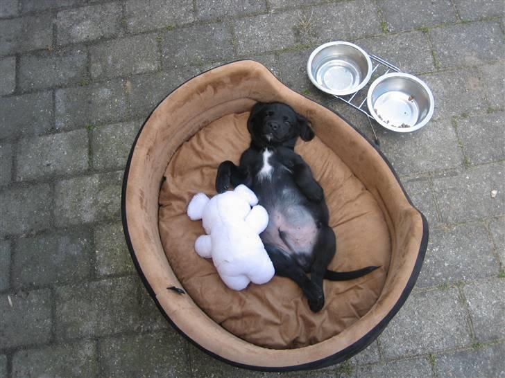 Blanding af racer Laban<333 - Se mig se mig<333333333 billede 9