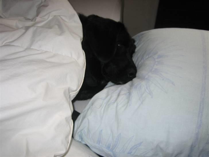 Blanding af racer Laban<333 - Når man sover har man da hovede pude og dyne har man ik billede 10