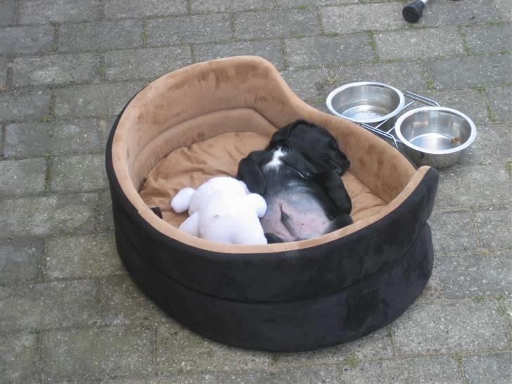 Blanding af racer Laban<333 - God nat billede 11