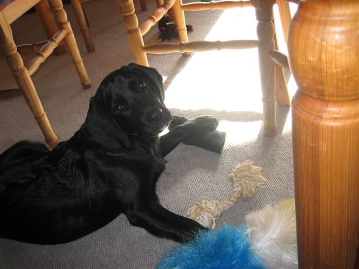 Blanding af racer Laban<333 - Jeg er bare sød billede 12