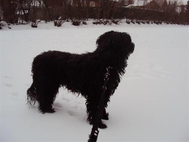 Portugisisk vandhund Branca**V.B.H** - "smukke branca" billede 1