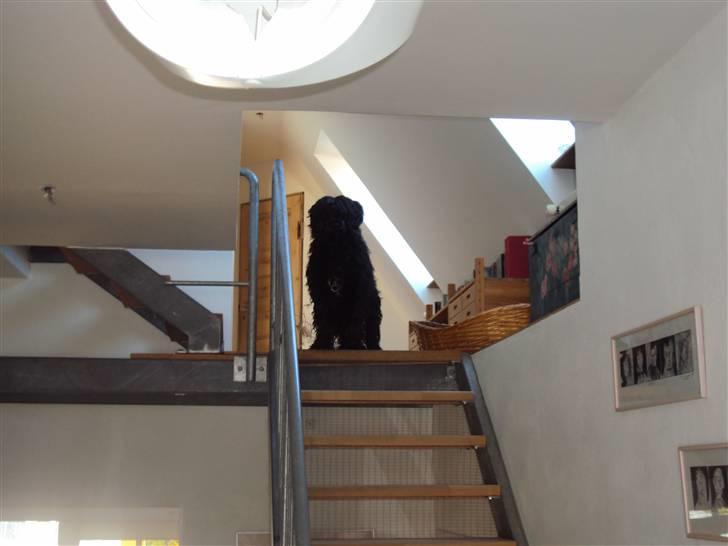 Portugisisk vandhund Branca**V.B.H** - hjemme i dert varme hus billede 2