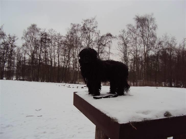 Portugisisk vandhund Branca**V.B.H** - nede på engen billede 3