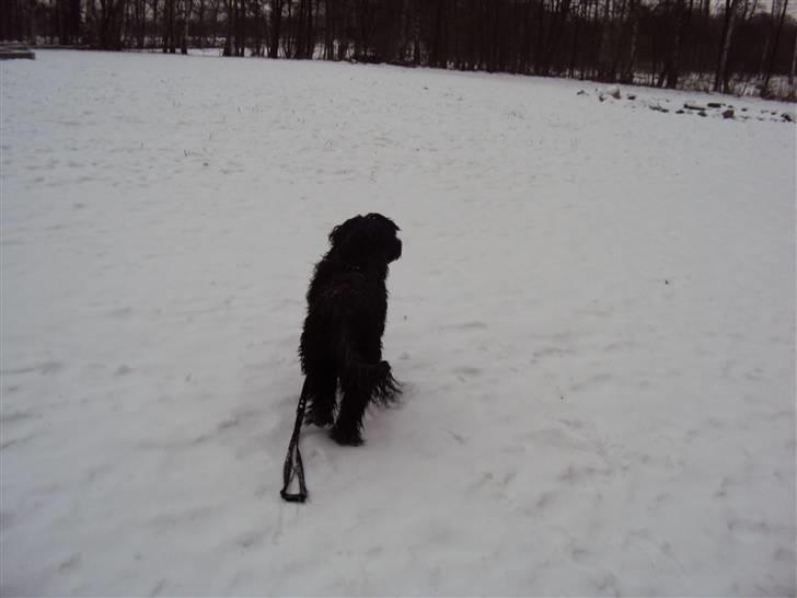 Portugisisk vandhund Branca**V.B.H** - smukke stå og venter :^) billede 4