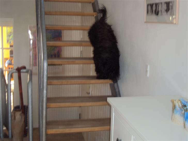 Portugisisk vandhund Branca**V.B.H** - ned af trappen og ud og gå en dejlig tur billede 5