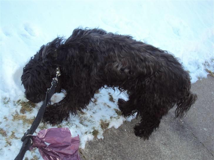 Portugisisk vandhund Branca**V.B.H** billede 6