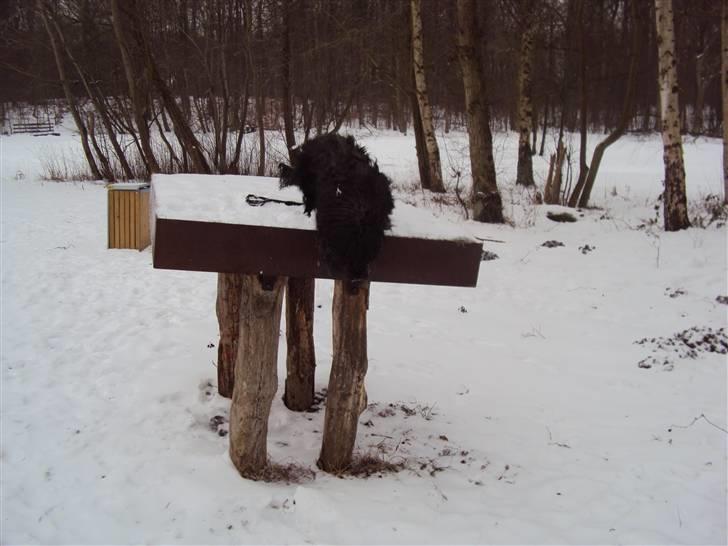 Portugisisk vandhund Branca**V.B.H** billede 7