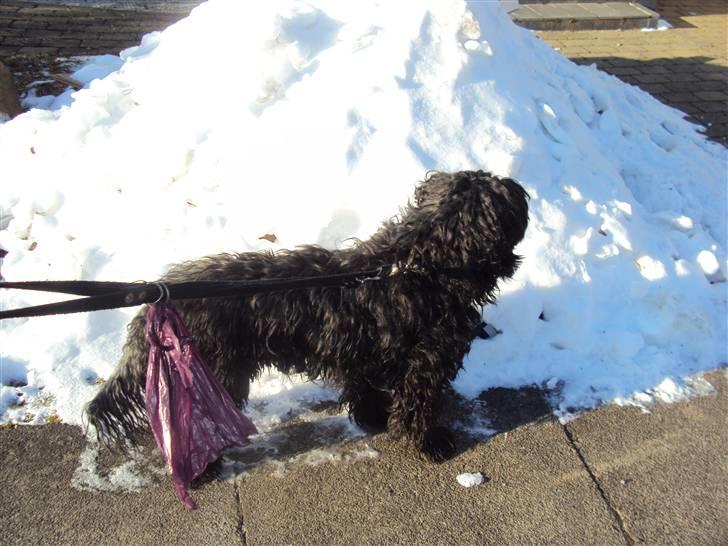 Portugisisk vandhund Branca**V.B.H** billede 8