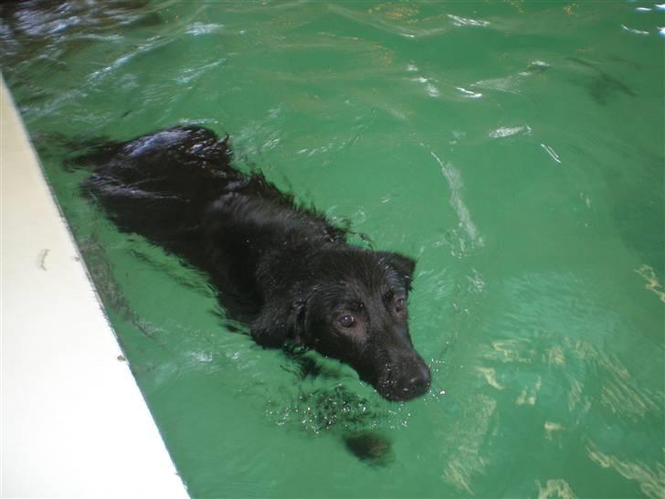 Blanding af racer Tinke billede 5