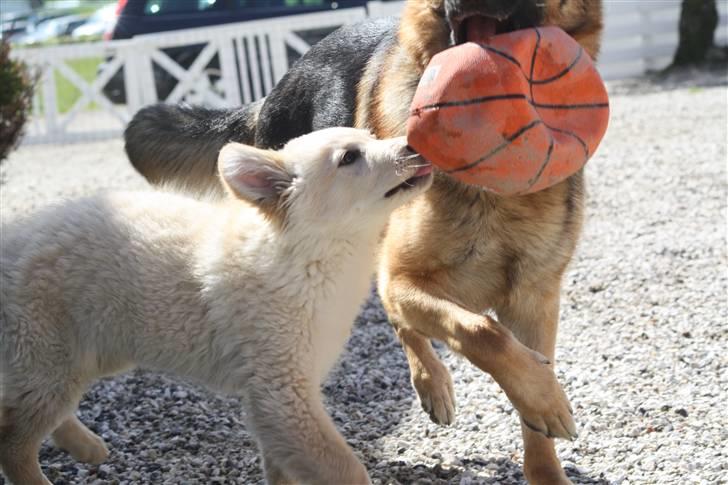 Hvid schæfer Charlie *RIP i miss you - Lille tyksak. billede 15