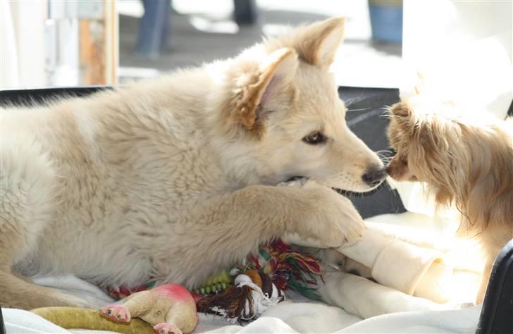 Hvid schæfer Charlie *RIP i miss you - Charlie og Cashmir billede 16