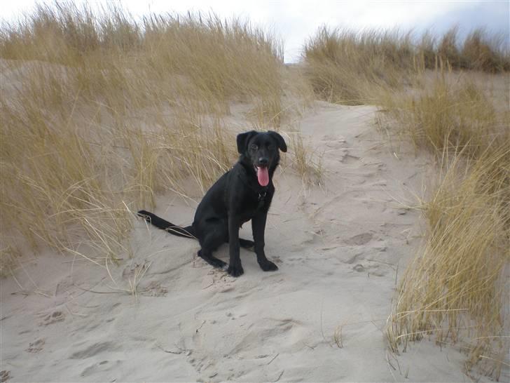 Blanding af racer Tinke billede 6