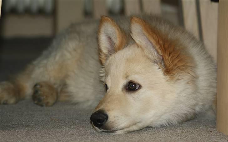 Hvid schæfer Charlie *RIP i miss you - Ligger og slapper af. billede 17