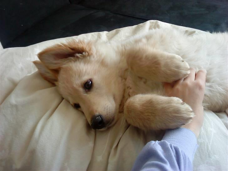 Hvid schæfer Charlie *RIP i miss you - Charlie ligger i min seng  billede 18