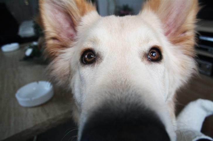 Hvid schæfer Charlie *RIP i miss you billede 19