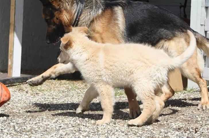 Hvid schæfer Charlie *RIP i miss you billede 20